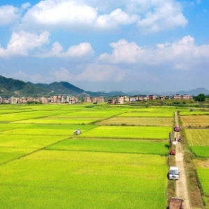 湖南新田：订单农业解民忧 粮农丰收“钱”景好