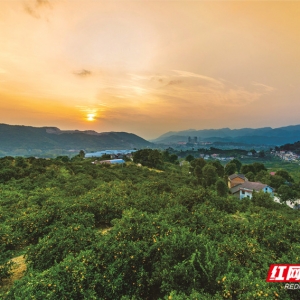 “慢”下来的石门柑橘：一颗果子里的自然坚守与绿色誓言