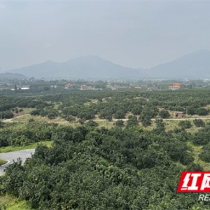 江永：13.8万亩香柚丰收在望 优良品质吸引客商提前预购