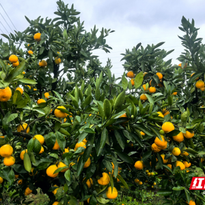 橘香石门丨孙关军：种橘二十年，甜自苦寒来