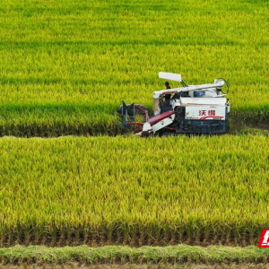 湖南新田：抢收水稻 颗粒归仓（组图）
