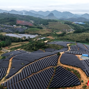 新晃黄精产业“新”声①丨张中林：种黄精收黄金 黄精种植大有可为 ...