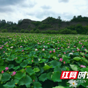 湘莲孕育大产业 “湘莲技工”劳务品牌擦亮乡村振兴新名片