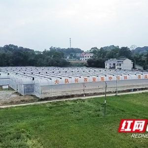 桃江：“空闲棚”变“多产棚” 赚个“棚”满钵满