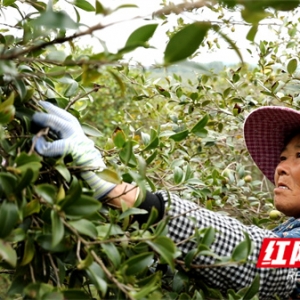 江永：霜降采茶籽 又是一年茶油香
