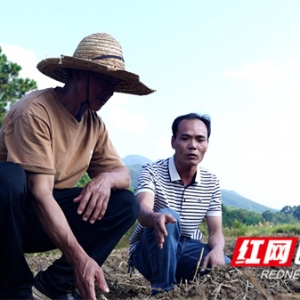 江永：以“早”破局 按下秋冬种“快进键”