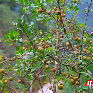 桂东县：茶油绘 “丰”景“榨”出“幸福油”