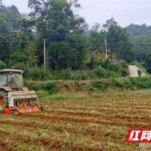 东安：打好秋冬种组合拳 守牢粮油安全主阵地