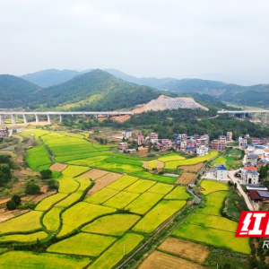 湖南新田：稻菽千重金浪涌 长桥一架宏图新（组图）