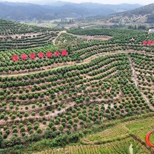 怀化：林下经济绘就绿色发展新画卷