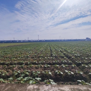 科技赋能，解锁新时代大国粮仓的“智慧密码”