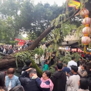 成都锦里古街一古树突然倾倒，当地文旅：有两人受伤已送医，树木内部长久腐烂导致断裂 ...