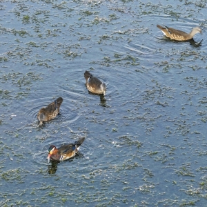 “鸳鸯一家”打卡衡山萱洲国家湿地公园