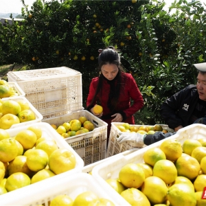 【每日一图@湖南】从田间到国际，石门柑橘一路领“鲜”