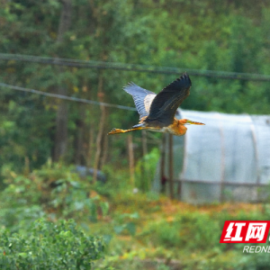 首次发现草鹭！通道玉带河又添新鸟种