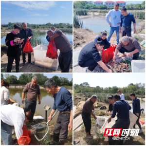 长沙县果园镇：多方联动，助力数千斤滞销虾成功“突围”