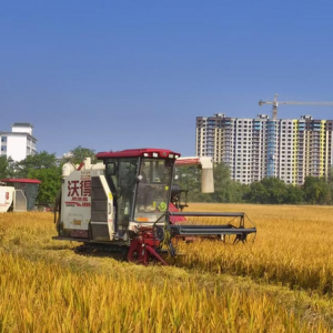 湖南江华13.2万亩二季晚稻集中收割 全力确保颗粒归仓