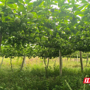 嘉禾县：林下生“金” 铺就乡村振兴致富路