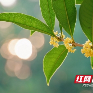 组图 | 衡阳街头“桂开二度” 满城香氛再“返场”