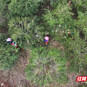 桂阳县：油茶丰收采摘忙 山乡土地“绿生金”