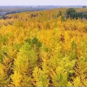 多地秋天“迟到早退” 秋季为何越来越短了？