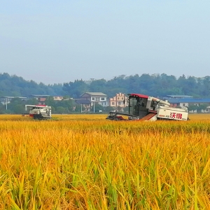 资兴市唐洞街道 : 机械化抢收晚稻 田间奏响“丰收曲”