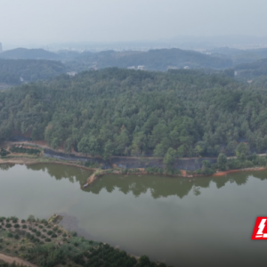 湖南新宁：盘活山林“绿色家底” 做优富民“增收产量”