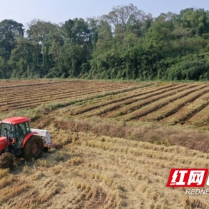 赫山：油菜播种实现机械化