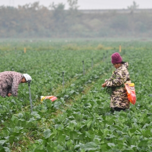 湖南沅江：“稻菜轮作”助农增收