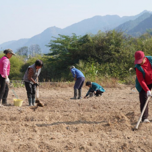 湖南中方县：3500亩龙牙百合开启播种季