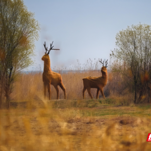 第三届“天下洞庭·国际芦苇艺术季”开幕 岳阳高速智慧护航 ...