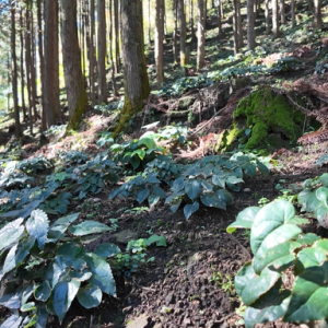 湖南新宁生态“沃土”育出林下经济“增收链”