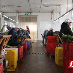 深山绿叶变“金叶” “电亮帅乡”照亮桑植粽叶出海路