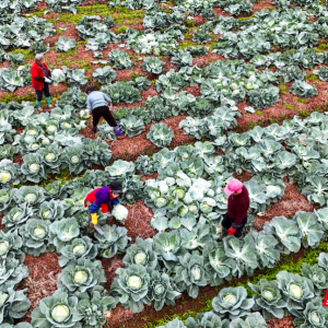 组图｜湖南祁东：采收蔬菜 供应市场