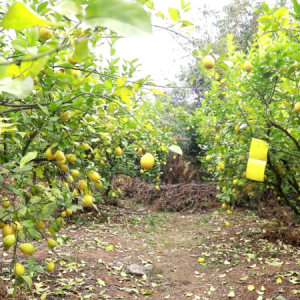 宜章县：柠檬飘香 丰收喜悦映山乡