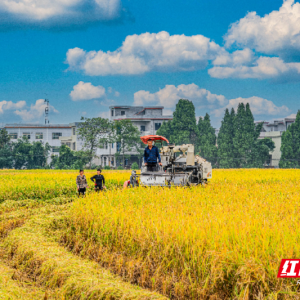 嘉禾县普满乡：特色农业结硕果 农户增收笑开颜