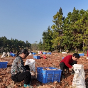 新田：玉竹采收种植同步忙 产业振兴促增收
