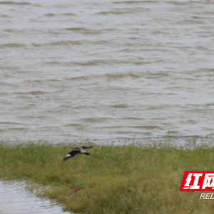 洪江市生态向好引“鸟潮” 多种珍稀越冬候鸟来打卡