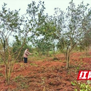 逐绿而行看耒阳② | 绿富同兴绘新景