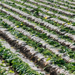 千城百县看中国丨湖南衡阳：白萝卜丰收产销旺