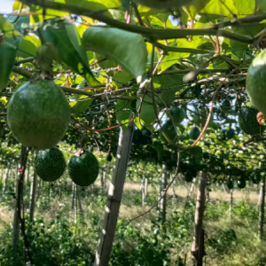 嘉禾县石桥镇：以“补贴精度”提升“民生温度”