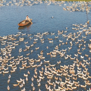 衡东县：“鸭蛋经济”旺