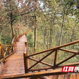 湖南中坡国家森林公园里的木栈游步道已修缮一新即将开放