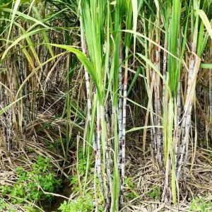 千城百县看中国丨湖南隆回：古法红糖熬出“甜日子”