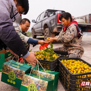 湖南祁东：脆蜜金桔喜丰收