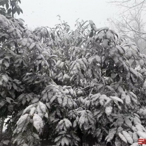 跨年有雪，张家界天门山飞雪迎新年