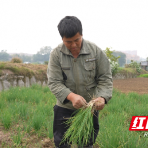 中方县：冬日田间飘葱香 蔬菜产业赋能乡村振兴