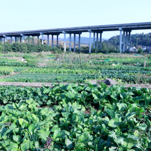 宜章县玉溪镇曹排村：蔬菜种植绘就乡村振兴新画卷