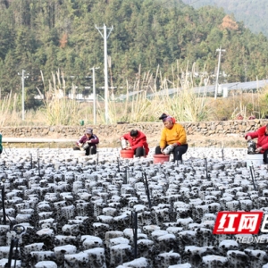 新田：小木耳托起乡村振兴“致富伞”