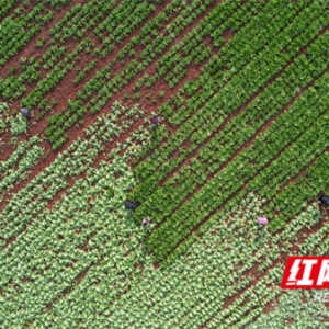 新田：芥菜丰收采收忙 产销两旺助增收